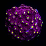 Bling Bling Cyphastrea