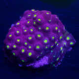 Bling Bling Cyphastrea