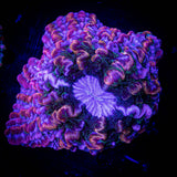 INSANE Indophyllia
