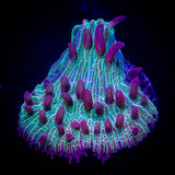 Pink Tip Diaseris