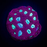 Teal Eye Favites