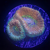 Prismatic Favia