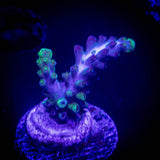 LRO Green Lantern Acro