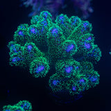 Pocillopora