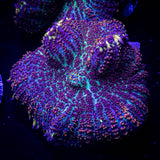 LRO Professor X Rhodactis