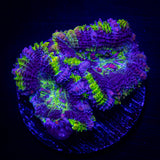 Blues Clues Acan