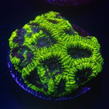 Black Hole Favia