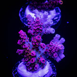 WWC Jello Shot Acro