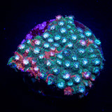 JF Fender Bender Cyphastrea