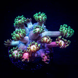 LRO Rose Petal Goni