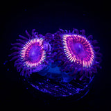 Watermelon Sugar Zoas