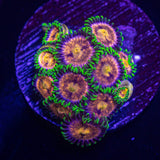 Lazer Lemon Zoas