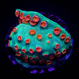 Meteor Shower Cyphastrea
