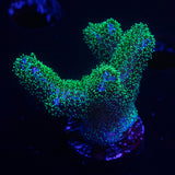Pocillopora