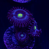 Blue Dream Zoas