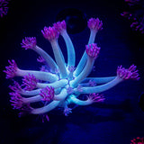 LRO Lavender Lust Goni