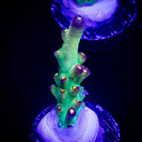 LRO Buzz Lightyear Acro