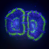 Green Ring Acan