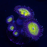 Frozen Apple Zoas