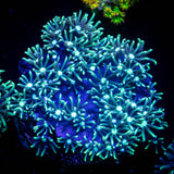 Teal Star Polyps