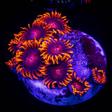 Bam Bam Zoas