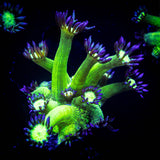 LRO Metallic Verde Goni SO BRIGHT