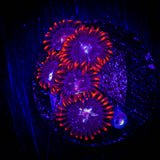Stardust Zoas