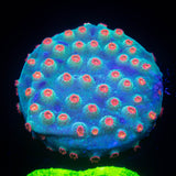 Meteor Shower Cyphastrea