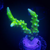 Green Goblin Anacropora
