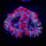 Candy Stripe Acan