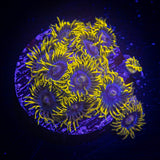 Smurfette Zoas