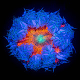 Ultra Rock Flower