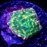 Psychedelic Mushroom