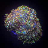 Crimson Tide Rhodactis