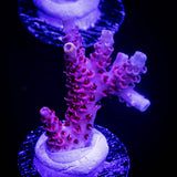 LRO Snow Dragon Acro