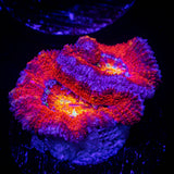 Rainbow Acan