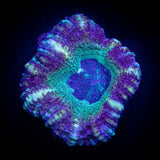 LRO Fruit Tart Asian Acan