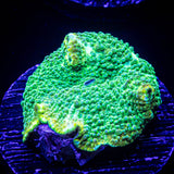 Snake Skin Discosoma
