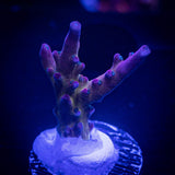 LRO Rainbow Cake