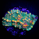 LRO Fukushima Chalice