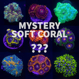 Mystery Soft Coral