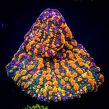 CC Cloudberry Chalice