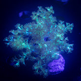 Teal Capnella