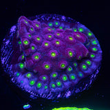Bling Bling Cyphastrea
