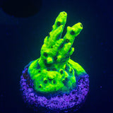 LRO Yellow Jacket