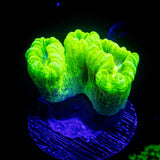 Kryptonite Trumpets