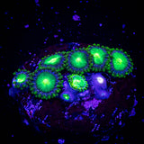 Radioactive Dragon Eyes Zoa