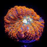 Caribbean Crush Rhodactis
