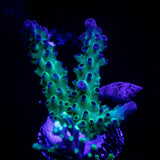LRO Green Lantern Acro