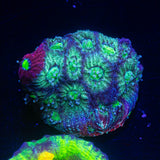 Grafted War Coral